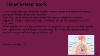 Sistema Respiratorio
Como hemos visto,las células de nuestro cuerpo requiere nutrientes y oxígeno
para poder realizar todas sus funciones.
Cada vez que se incorpora aire a través del sistema respiratorio ingresa
oxígeno.El sistema respiratorio está constituido por las vías respiratorias y los
pulmones.
El aire ingresa por las fosas nasales ,en la inspiración, y sigue su recorrido por las
vías respiratorias ,hasta llegar a los pulmones .En los alvéolos pulmonares es
donde la sangre recibe oxígeno y elimina co2.
ninoska mancilla n°21
22
 