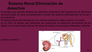Sistema Renal:Eliminación de
desechos
El proceso que permite eliminar los desechos metabólicos del organismos se denomina
excreción.Este se hace principalmente a través del sistema renal,además de la piel y
los pulmones.
El sistema renal está formado por los riñones,uréteres,la vejiga urinaria y la uretra.
en el riñón, la sangre que transporta las sustancias de desechos proveniente de los
tejidos es enviada hacia millones de redes de túbulos microscópicos llamados nefronas
paulina acevedo 1.
25
 