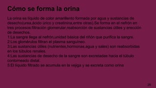 Cómo se forma la orina
La orina es líquido de color amarillento formada por agua y sustancias de
desecho(urea,ácido úrico y creatinina,entre otras).Se forma en el nefrón en
tres procesos:filtración glomerular,reabsorción de sustancias útiles y erección
de desechos.
1:La sangre llega al nefrón,unidad básica del riñón que purifica la sangre.
2:Los glomérulos filtran el plasma sanguíneo.
3:Las sustancias útiles (nutrientes,hormonas,agua y sales) son reabsorbidas
en los túbulos renales.
4:Las sustancias de desecho de la sangre son excretadas hacia el túbulo
contorneado distal.
5:El líquido filtrado se acumula en la vejiga y se excreta como orina
26
 