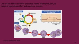 Las células tienen diversos procesos vitales :Se reproducen,se
nutren,crecen,desarrollan actividades y mueren.
4
viviana montecinos nº25
 