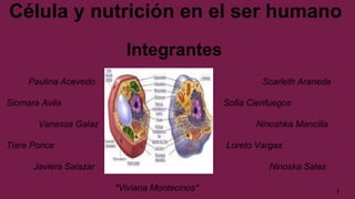 Célula y nutrición en el ser humano
Integrantes
Paulina Acevedo Scarleth Araneda
Siomara Avila Sofia Cienfuegos
Vanessa Galaz Ninoshka Mancilla
Tiare Ponce Loreto Vargas
Javiera Salazar Ninoska Salas
*Viviana Montecinos* 1
 