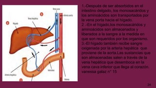 1.-Después de ser absorbidos en el
intestino delgado, los monosacáridos y
los aminoácidos son transportados por
la vena porta hacia el hígado.
2 .-En el hígado,los monosacáridos y
aminoácidos son almacenados y
liberados a la sangre a la medida en
que son requeridos por los organismo.
3.-El hígado también recibe sangre
oxigenada por la arteria hepática que
proviene de la aorta.Las sustancias que
son almacenadas salen a través de la
vena hepática que desemboca en la
vena cava inferior que llega al corazón.
vanessa galaz n° 15
24
 