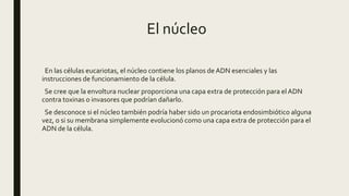 El núcleo
En las células eucariotas, el núcleo contiene los planos de ADN esenciales y las
instrucciones de funcionamiento de la célula.
Se cree que la envoltura nuclear proporciona una capa extra de protección para el ADN
contra toxinas o invasores que podrían dañarlo.
Se desconoce si el núcleo también podría haber sido un procariota endosimbiótico alguna
vez, o si su membrana simplemente evolucionó como una capa extra de protección para el
ADN de la célula.
 