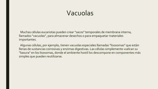 Vacuolas
Muchas células eucariotas pueden crear "sacos" temporales de membrana interna,
llamados "vacuolas", para almacenar desechos o para empaquetar materiales
importantes.
Algunas células, por ejemplo, tienen vacuolas especiales llamadas "lisosomas" que están
llenas de sustancias corrosivas y enzimas digestivas. Las células simplemente vuelcan su
"basura" en los lisosomas, donde el ambiente hostil los descompone en componentes más
simples que pueden reutilizarse.
 