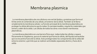 Membrana plasmica
La membrana plasmática de una célula es una red de lípidos y proteínas que forma el
límite entre el contenido de una célula y el exterior de la célula.También se le llama
simplemente la membrana celular. La función principal de la membrana plasmática es
proteger la célula del entorno que la rodea. Es semipermeable y regula los materiales que
entran y salen de la celda. Las células de todos los seres vivos tienen membranas
plasmáticas.
La membrana plasmática es una barrera física que rodea todas las células y separa
físicamente el citoplasma, que es el material que forma la célula, del líquido extracelular
que se encuentra fuera de la célula. Esto protege todos los componentes de la celda del
entorno exterior y permite que se realicen actividades separadas dentro y fuera de la
celda.
 