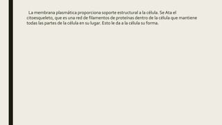 La membrana plasmática proporciona soporte estructural a la célula. Se Ata el
citoesqueleto, que es una red de filamentos de proteínas dentro de la célula que mantiene
todas las partes de la célula en su lugar. Esto le da a la célula su forma.
 