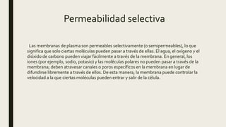 Permeabilidad selectiva
Las membranas de plasma son permeables selectivamente (o semipermeables), lo que
significa que solo ciertas moléculas pueden pasar a través de ellas. El agua, el oxígeno y el
dióxido de carbono pueden viajar fácilmente a través de la membrana. En general, los
iones (por ejemplo, sodio, potasio) y las moléculas polares no pueden pasar a través de la
membrana; deben atravesar canales o poros específicos en la membrana en lugar de
difundirse libremente a través de ellos. De esta manera, la membrana puede controlar la
velocidad a la que ciertas moléculas pueden entrar y salir de la célula.
 