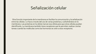 Señalización celular
Otra función importante de la membrana es facilitar la comunicación y la señalización
entre las células. Lo hace a través del uso de varias proteínas y carbohidratos en la
membrana. Las proteínas en la célula marcan esa célula para que otras células puedan
identificarla. La membrana también tiene receptores que le permiten realizar ciertas
tareas cuando las moléculas como las hormonas se unen a esos receptores.
 
