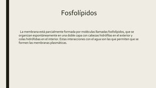 Fosfolípidos
La membrana está parcialmente formada por moléculas llamadas fosfolípidos, que se
organizan espontáneamente en una doble capa con cabezas hidrófilas en el exterior y
colas hidrófobas en el interior. Estas interacciones con el agua son las que permiten que se
formen las membranas plasmáticas.
 