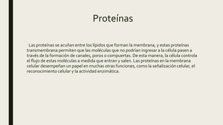 Proteínas
Las proteínas se acuñan entre los lípidos que forman la membrana, y estas proteínas
transmembrana permiten que las moléculas que no podrían ingresar a la célula pasen a
través de la formación de canales, poros o compuertas. De esta manera, la célula controla
el flujo de estas moléculas a medida que entran y salen. Las proteínas en la membrana
celular desempeñan un papel en muchas otras funciones, como la señalización celular, el
reconocimiento celular y la actividad enzimática.
 