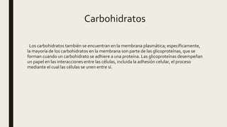 Carbohidratos
Los carbohidratos también se encuentran en la membrana plasmática; específicamente,
la mayoría de los carbohidratos en la membrana son parte de las glicoproteínas, que se
forman cuando un carbohidrato se adhiere a una proteína. Las glicoproteínas desempeñan
un papel en las interacciones entre las células, incluida la adhesión celular, el proceso
mediante el cual las células se unen entre sí.
 