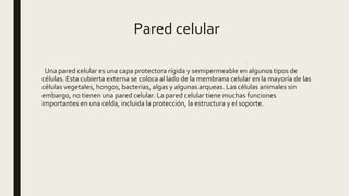 Pared celular
Una pared celular es una capa protectora rígida y semipermeable en algunos tipos de
células. Esta cubierta externa se coloca al lado de la membrana celular en la mayoría de las
células vegetales, hongos, bacterias, algas y algunas arqueas. Las células animales sin
embargo, no tienen una pared celular. La pared celular tiene muchas funciones
importantes en una celda, incluida la protección, la estructura y el soporte.
 