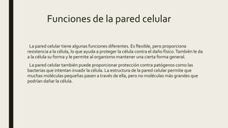 Funciones de la pared celular
La pared celular tiene algunas funciones diferentes. Es flexible, pero proporciona
resistencia a la célula, lo que ayuda a proteger la célula contra el daño físico.También le da
a la célula su forma y le permite al organismo mantener una cierta forma general.
La pared celular también puede proporcionar protección contra patógenos como las
bacterias que intentan invadir la célula. La estructura de la pared celular permite que
muchas moléculas pequeñas pasen a través de ella, pero no moléculas más grandes que
podrían dañar la célula.
 