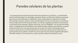 Paredes celulares de las plantas
El componente principal de la pared celular de la planta es la celulosa, un carbohidrato
que forma fibras largas y le da rigidez a la pared celular. Las fibras de celulosa se agrupan
para formar haces llamados microfibrillas.Otros carbohidratos importantes incluyen
hemicelulosa, pectina y liginina. Estos carbohidratos forman una red junto con proteínas
estructurales para formar la pared celular. Las células vegetales que están en proceso de
crecimiento tienen paredes celulares primarias, que son delgadas. Una vez que las células
están completamente desarrolladas, desarrollan paredes celulares secundarias. La pared
celular secundaria es una capa gruesa que se forma en el interior de la pared celular
primaria. Esta capa es lo que normalmente se entiende cuando se hace referencia a la
pared celular de una planta.También hay otra capa entre las células vegetales llamada la
laminilla media; Es rico en pectina y ayuda a que las células de la planta se unan.
 