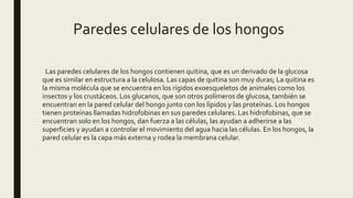 Paredes celulares de los hongos
Las paredes celulares de los hongos contienen quitina, que es un derivado de la glucosa
que es similar en estructura a la celulosa. Las capas de quitina son muy duras; La quitina es
la misma molécula que se encuentra en los rígidos exoesqueletos de animales como los
insectos y los crustáceos. Los glucanos, que son otros polímeros de glucosa, también se
encuentran en la pared celular del hongo junto con los lípidos y las proteínas. Los hongos
tienen proteínas llamadas hidrofobinas en sus paredes celulares. Las hidrofobinas, que se
encuentran solo en los hongos, dan fuerza a las células, las ayudan a adherirse a las
superficies y ayudan a controlar el movimiento del agua hacia las células. En los hongos, la
pared celular es la capa más externa y rodea la membrana celular.
 