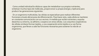 Como unidad individual la célula es capaz de metabolizar sus propios nutrientes,
sintetizar muchos tipos de moléculas, proporcionar su propia energía y replicarse para
producir las generaciones siguientes.
En un organismo multicelular, las células se especializan para realizar diferentes
funciones a través del proceso de diferenciación. Para hacer esto, cada célula se mantiene
en constante comunicación con sus vecinos.A medida que recibe nutrientes y expulsa
desechos su entorno, se adhiere y coopera con otras células. Los conjuntos cooperativos
de células similares forman tejidos, y una cooperación entre tejidos a su vez forma
organismos, que llevan a cabo las funciones necesarias para sostener la vida de un
organismo.
 