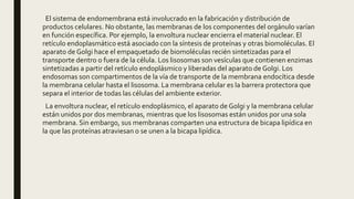 El sistema de endomembrana está involucrado en la fabricación y distribución de
productos celulares. No obstante, las membranas de los componentes del orgánulo varían
en función específica. Por ejemplo, la envoltura nuclear encierra el material nuclear. El
retículo endoplasmático está asociado con la síntesis de proteínas y otras biomoléculas. El
aparato de Golgi hace el empaquetado de biomoléculas recién sintetizadas para el
transporte dentro o fuera de la célula. Los lisosomas son vesículas que contienen enzimas
sintetizadas a partir del retículo endoplásmico y liberadas del aparato de Golgi. Los
endosomas son compartimentos de la vía de transporte de la membrana endocítica desde
la membrana celular hasta el lisosoma. La membrana celular es la barrera protectora que
separa el interior de todas las células del ambiente exterior.
La envoltura nuclear, el retículo endoplásmico, el aparato de Golgi y la membrana celular
están unidos por dos membranas, mientras que los lisosomas están unidos por una sola
membrana. Sin embargo, sus membranas comparten una estructura de bicapa lipídica en
la que las proteínas atraviesan o se unen a la bicapa lipídica.
 