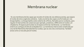 Membrana nuclear
Es una membrana de dos capas que recubre el núcleo de una célula eucariota, que separa
el núcleo de otros orgánulos celulares. Cada una de las dos capas una formada por una
bicapa lipídica. La bicapa lipídica está cubierta de orificios, llamados poros nucleares, para
regular el intercambio de sustancias (por ejemplo, proteínas y ARN) entre el núcleo y el
citoplasma. El espacio perinuclear es el espacio entre las membranas. La membrana
externa es contigua al retículo endoplásmico. La membrana interna está constituida por
una red de filamentos llamada lámina nuclear, que se une a los cromosomas.También
actúa como un escudo para el núcleo.
 