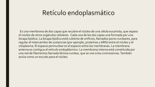 Retículo endoplasmático
Es una membrana de dos capas que recubre el núcleo de una célula eucariota, que separa
el núcleo de otros orgánulos celulares. Cada una de las dos capas una formada por una
bicapa lipídica. La bicapa lipídica está cubierta de orificios, llamados poros nucleares, para
regular el intercambio de sustancias (por ejemplo, proteínas y ARN) entre el núcleo y el
citoplasma. El espacio perinuclear es el espacio entre las membranas. La membrana
externa es contigua al retículo endoplásmico. La membrana interna está constituida por
una red de filamentos llamada lámina nuclear, que se une a los cromosomas.También
actúa como un escudo para el núcleo.
 