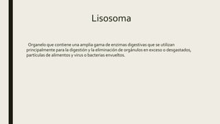 Lisosoma
Organelo que contiene una amplia gama de enzimas digestivas que se utilizan
principalmente para la digestión y la eliminación de orgánulos en exceso o desgastados,
partículas de alimentos y virus o bacterias envueltos.
 