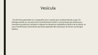 Vesícula
En términos generales es un pequeño saco o quiste que contiene líquido o gas. En
biología celular es una estructura membranosa similar a una burbuja que almacena y
transporta productos celulares y digiere los desechos metabólicos dentro de la célula; un
saco membranoso intracelular que está separado del citosol por al menos una bicapa
lipídica.
 
