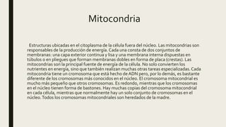 Mitocondria
Estructuras ubicadas en el citoplasma de la célula fuera del núcleo. Las mitocondrias son
responsables de la producción de energía. Cada una consta de dos conjuntos de
membranas: una capa exterior continua y lisa y una membrana interna dispuestas en
túbulos o en pliegues que forman membranas dobles en forma de placa (crestas). Las
mitocondrias son la principal fuente de energía de la célula. No solo convierten los
nutrientes en energía, sino que también realizan muchas otras tareas especializadas.Cada
mitocondria tiene un cromosoma que está hecho de ADN pero, por lo demás, es bastante
diferente de los cromosomas más conocidos en el núcleo. El cromosoma mitocondrial es
mucho más pequeño que otros cromosomas. Es redondo, mientras que los cromosomas
en el núcleo tienen forma de bastones. Hay muchas copias del cromosoma mitocondrial
en cada célula, mientras que normalmente hay un solo conjunto de cromosomas en el
núcleo.Todos los cromosomas mitocondriales son heredados de la madre.
 