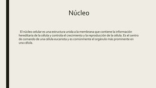 Núcleo
El núcleo celular es una estructura unida a la membrana que contiene la información
hereditaria de la célula y controla el crecimiento y la reproducción de la célula. Es el centro
de comando de una célula eucariota y es comúnmente el orgánulo más prominente en
una célula.
 
