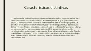 Características distintivas
El núcleo celular está unido por una doble membrana llamada la envoltura nuclear. Esta
membrana separa los contenidos del núcleo del citoplasma.Al igual que la membrana
celular, la envoltura nuclear consiste en fosfolípidos que forman una bicapa lipídica. La
envoltura ayuda a mantener la forma del núcleo y ayuda a regular el flujo de moléculas
dentro y fuera del núcleo a través de poros nucleares. El núcleo es el orgánulo que alberga
los cromosomas. Los cromosomas consisten en ADN, que contiene información
hereditaria e instrucciones para el crecimiento, desarrollo y reproducción celular. Cuando
una célula está "en reposo", es decir, no se divide, los cromosomas se organizan en largas
estructuras enredadas llamadas cromatina y no en cromosomas individuales como
pensamos en ellos.
 