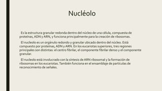 Nucléolo
Es la estructura granular redonda dentro del núcleo de una célula, compuesta de
proteínas,ADN y ARN, y funciona principalmente para la creación de ribosomas.
El nucleolo es un orgánulo redondo y granular ubicado dentro del núcleo. Está
compuesto por proteínas,ADN y ARN. En los eucariotas superiores, tres regiones
principales son distintas: el centro fibrilar, el componente fibrilar denso y el componente
granular.
El nucleolo está involucrado con la síntesis de ARN ribosomal y la formación de
ribosomas en los eucariotas.También funciona en el ensamblaje de partículas de
reconocimiento de señales.
 