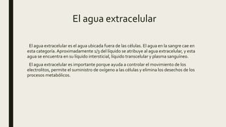 El agua extracelular
El agua extracelular es el agua ubicada fuera de las células. El agua en la sangre cae en
esta categoría.Aproximadamente 1/3 del líquido se atribuye al agua extracelular, y esta
agua se encuentra en su líquido intersticial, líquido transcelular y plasma sanguíneo.
El agua extracelular es importante porque ayuda a controlar el movimiento de los
electrolitos, permite el suministro de oxígeno a las células y elimina los desechos de los
procesos metabólicos.
 