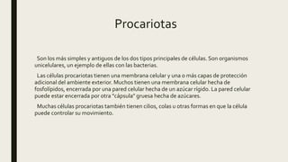 Procariotas
Son los más simples y antiguos de los dos tipos principales de células. Son organismos
unicelulares, un ejemplo de ellas con las bacterias.
Las células procariotas tienen una membrana celular y una o más capas de protección
adicional del ambiente exterior. Muchos tienen una membrana celular hecha de
fosfolípidos, encerrada por una pared celular hecha de un azúcar rígido. La pared celular
puede estar encerrada por otra "cápsula" gruesa hecha de azúcares.
Muchas células procariotas también tienen cilios, colas u otras formas en que la célula
puede controlar su movimiento.
 