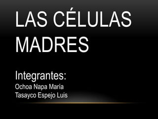 LAS CÉLULAS
MADRES
Integrantes:
Ochoa Napa María
Tasayco Espejo Luis
 