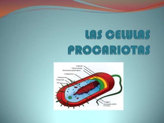 Las celulas procariotas