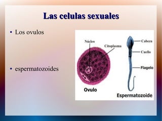 Las celulas sexuales 