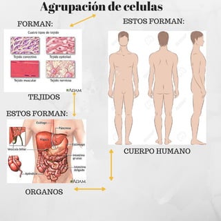 Agrupación de celulas
FORMAN:
TEJIDOS
ESTOS FORMAN:
ORGANOS
ESTOS FORMAN:
CUERPO HUMANO
 