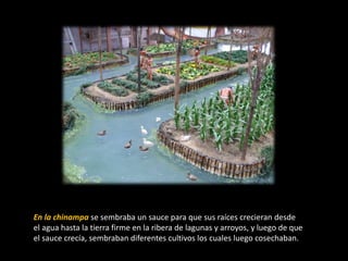 En la chinampa se sembraba un sauce para que sus raíces crecieran desde
el agua hasta la tierra firme en la ribera de lagunas y arroyos, y luego de que
el sauce crecía, sembraban diferentes cultivos los cuales luego cosechaban.