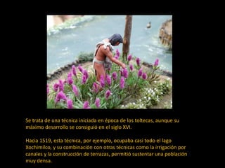 Se trata de una técnica iniciada en época de los toltecas, aunque su
máximo desarrollo se consiguió en el siglo XVI.
Hacia 1519, esta técnica, por ejemplo, ocupaba casi todo el lago
Xochimilco, y su combinación con otras técnicas como la irrigación por
canales y la construcción de terrazas, permitió sustentar una población
muy densa.