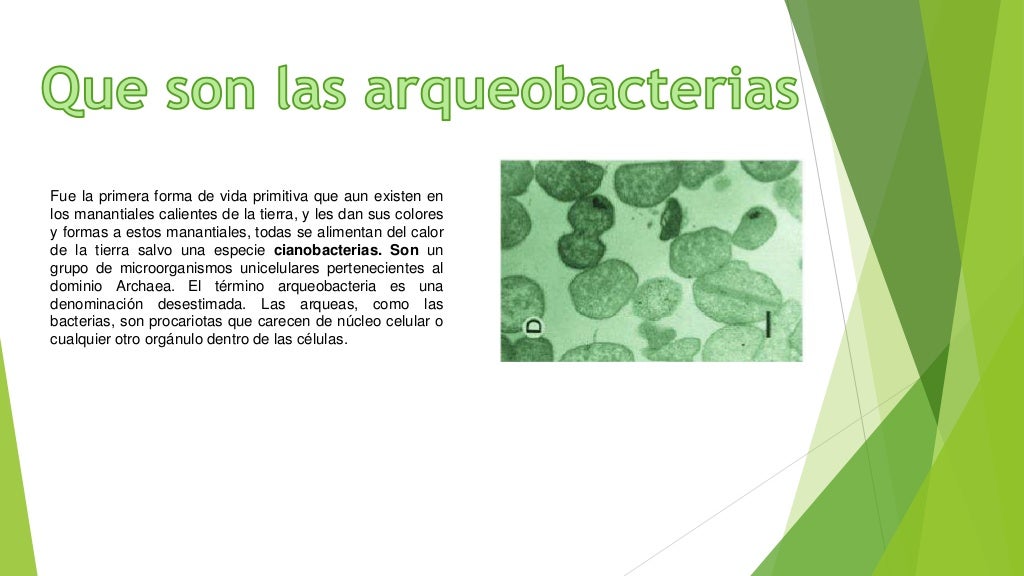 Las cianobacterias y arqueobacterias
