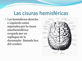 Las cisuras hemisféricas
 Los hemisferios derecho
 e izquierdo están
 separados por la cisura
 interhemisférica
 ocupada por un
 repliegue de la
 duramadre llamada hoz
 del cerebro
 