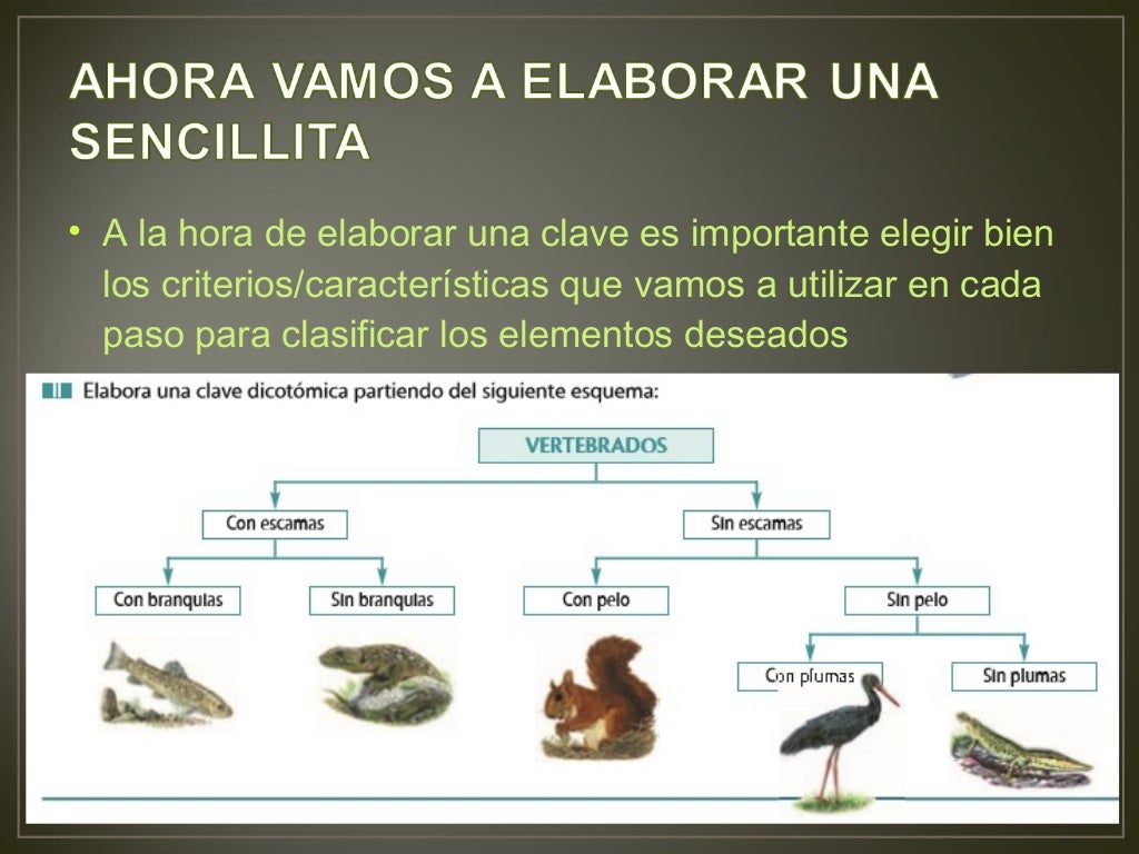 Las claves dicotómicas