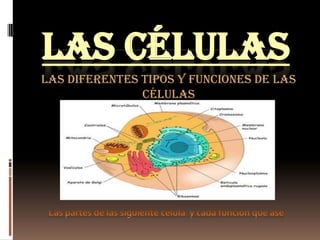 LAS CÉLULAS
Las diferentes tipos y funciones de las
               células
 