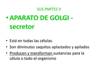 SUS PARTES V

• APARATO DE GOLGI secretor
• Está en todas las células.
• Son diminutos saquitos aplastados y apilados
• Producen y transforman sustancias para la
célula o todo el organismo

 