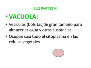 SUS PARTES VI

• VACUOLA:
• Vesículas (bolsitas)de gran tamaño para
almacenar agua y otras sustancias.
• Ocupan casi todo el citoplasma en las
células vegetales

 