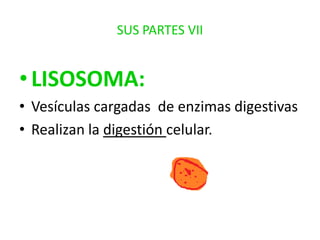 SUS PARTES VII

• LISOSOMA:
• Vesículas cargadas de enzimas digestivas
• Realizan la digestión celular.

 