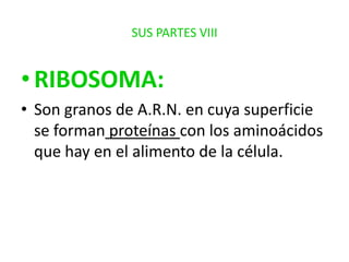 SUS PARTES VIII

• RIBOSOMA:
• Son granos de A.R.N. en cuya superficie
se forman proteínas con los aminoácidos
que hay en el alimento de la célula.

 