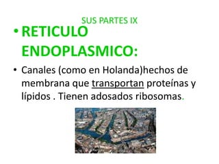 SUS PARTES IX

• RETICULO
ENDOPLASMICO:
• Canales (como en Holanda)hechos de
membrana que transportan proteínas y
lípidos . Tienen adosados ribosomas.

 