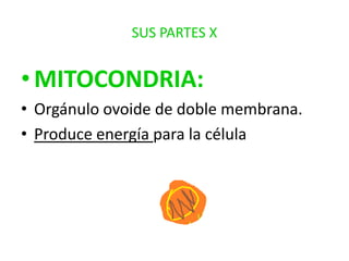 SUS PARTES X

• MITOCONDRIA:
• Orgánulo ovoide de doble membrana.
• Produce energía para la célula

 