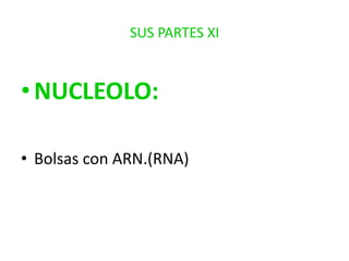 SUS PARTES XI

• NUCLEOLO:
• Bolsas con ARN.(RNA)

 