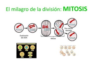El milagro de la división: MITOSIS

 