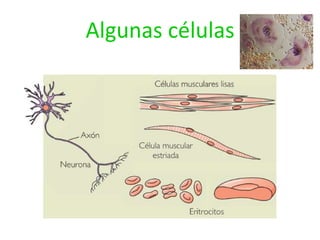 Algunas células

 